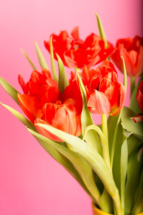 flower, tulip, bouquet