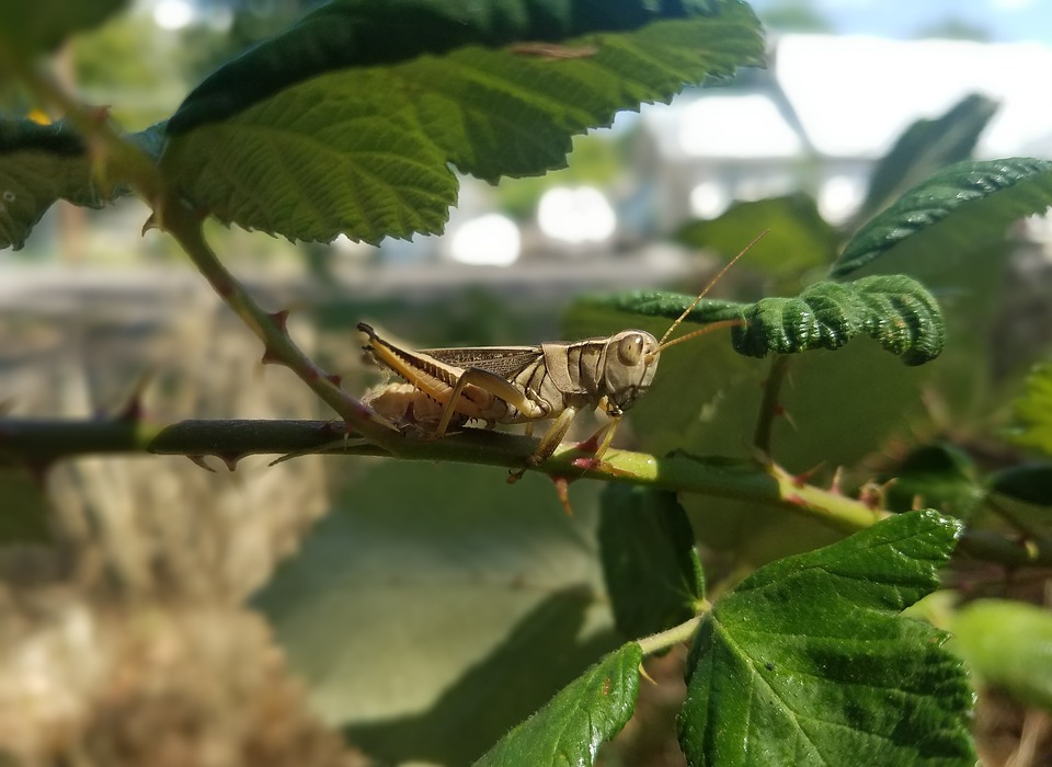 cricket, insect, macro