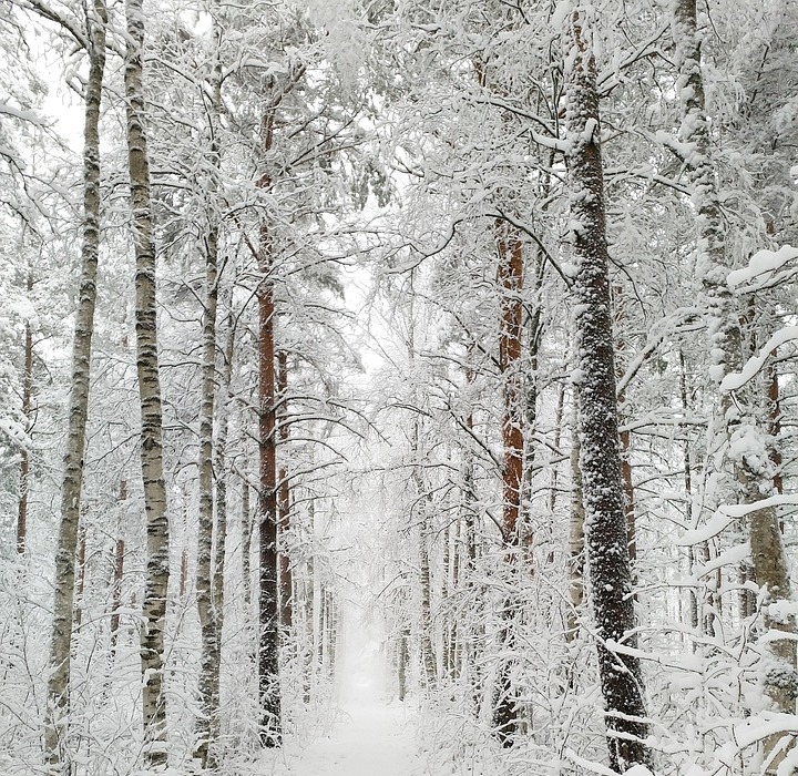 snow, snowy, trees