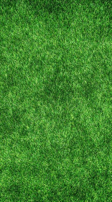 grass, green, lawn