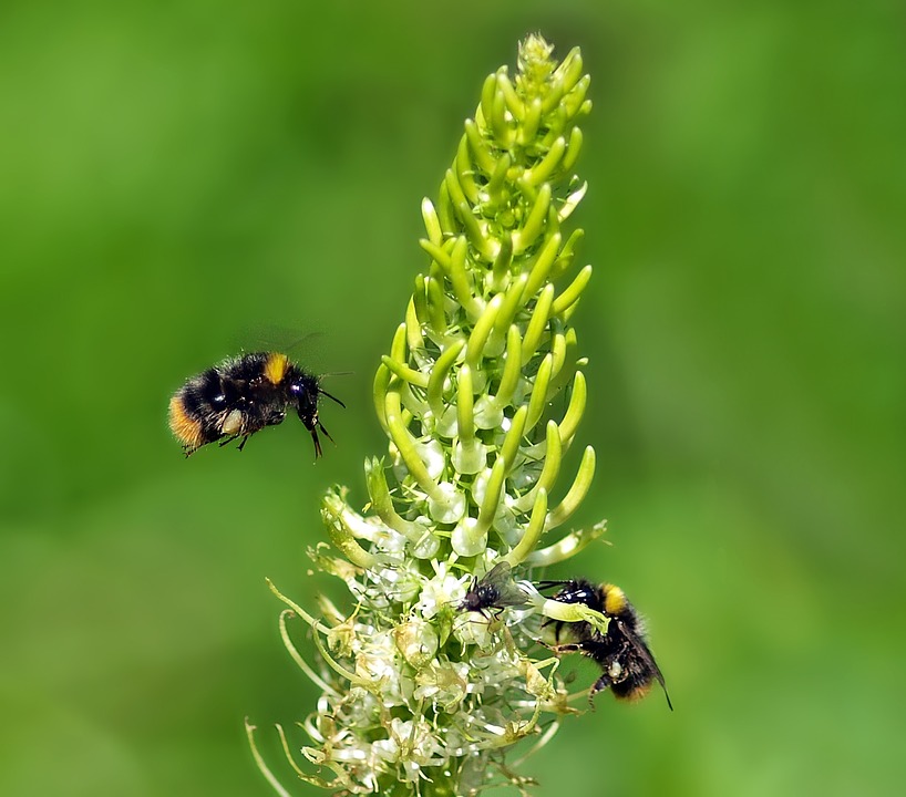 small pointed bumblebees, 1 centimeter, bombus
