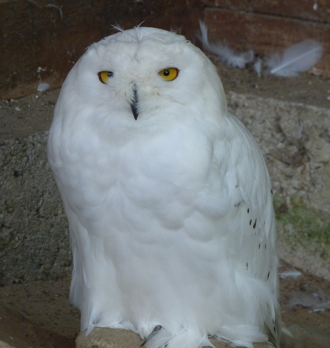 snowy owl, bird, feather