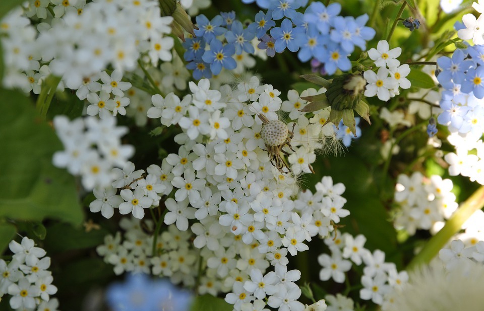 forget-me-not, forget-me-not flowers, small flowers