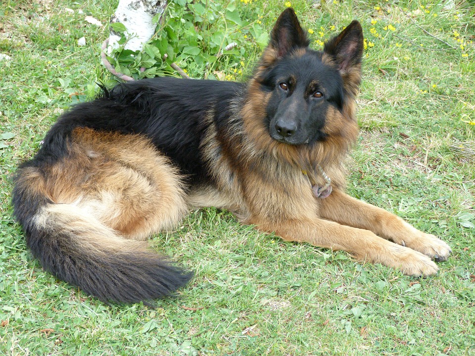 animal, dog, german shepherd