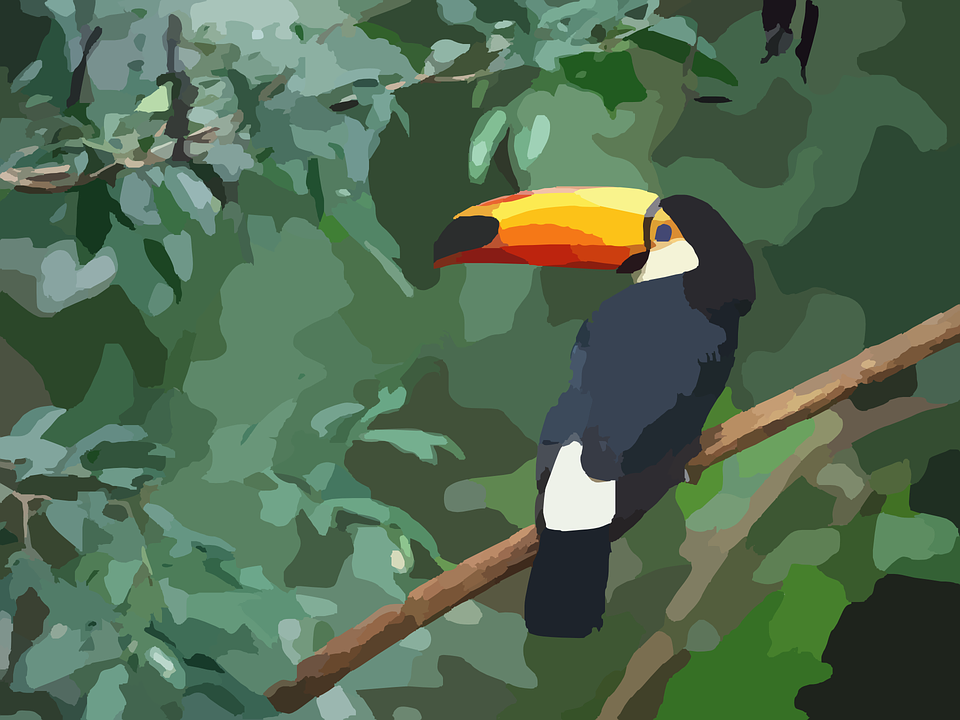 toucan, bird, exotic