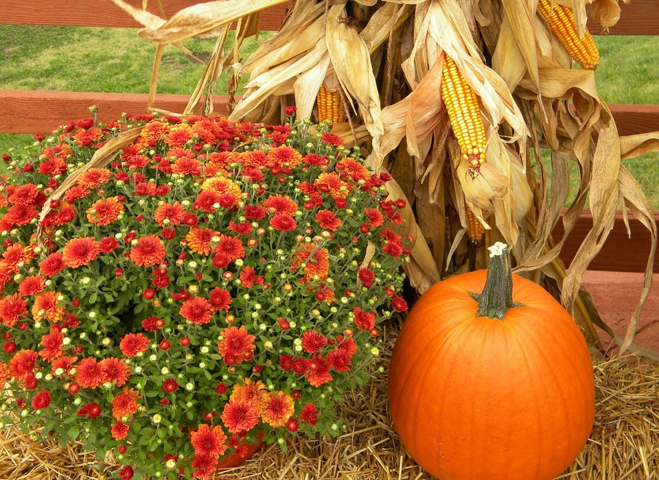 thanksgiving, pumpkin, harvest