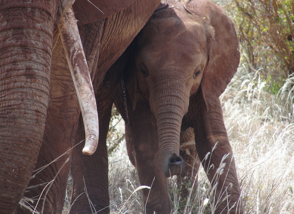 safari, kenya, elephant
