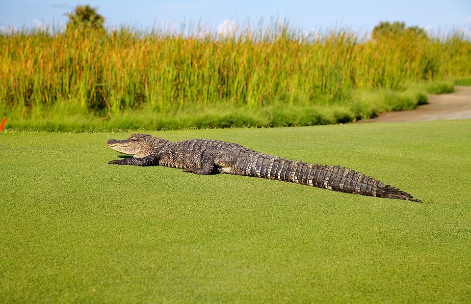 alligator, golf course, wildlife