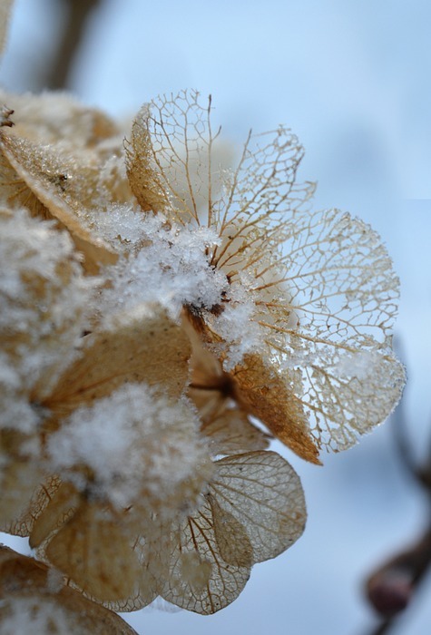 hydrangea, flower, winter