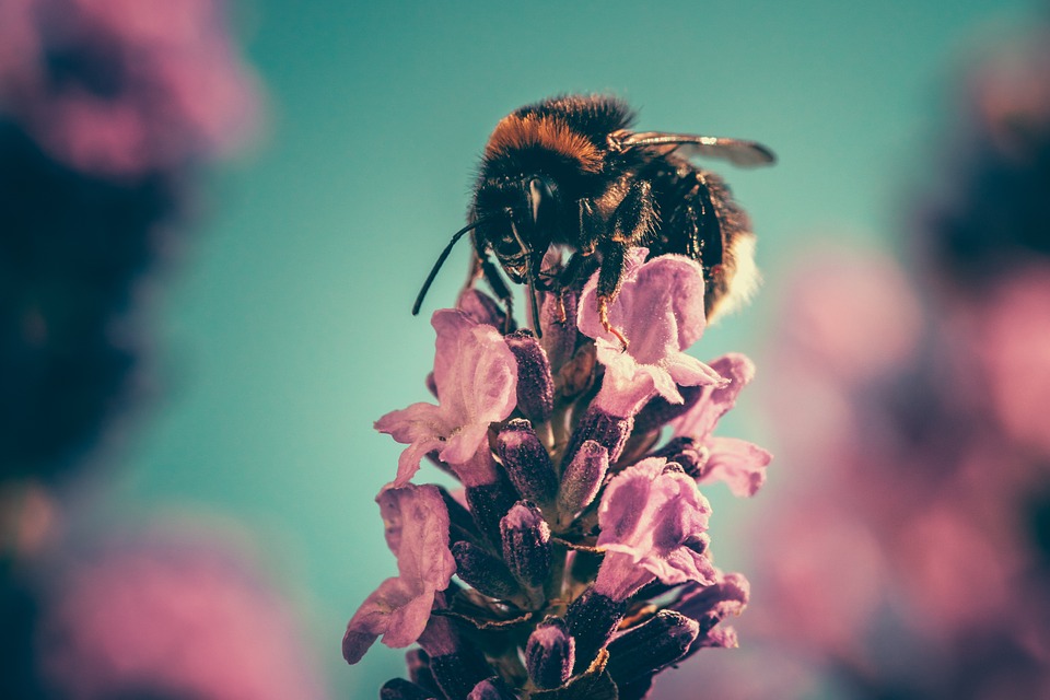 bee, petal, pollinate