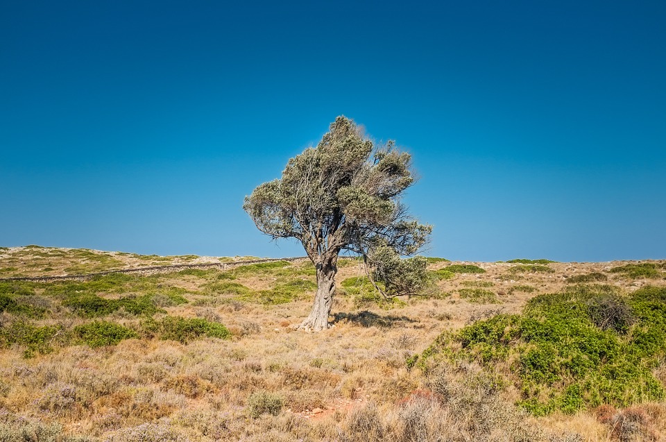 tree, arid, desert