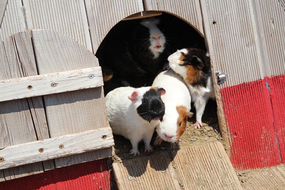 guinea pigs, pet rat, pet