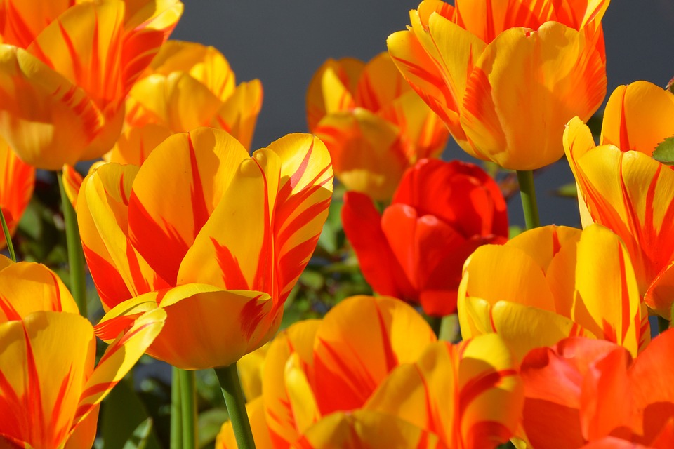 tulips, tulip flower, flowers