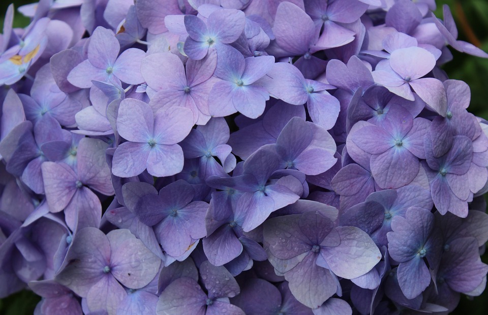 purple, flowers, spring