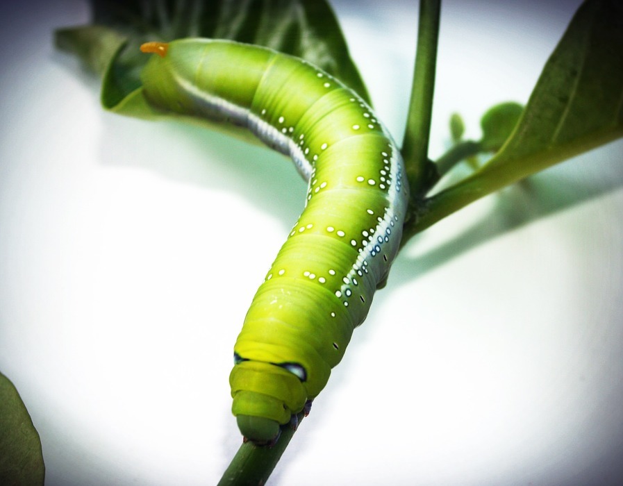 green, worm, closeup