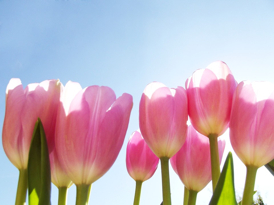 flower, tulip, pink
