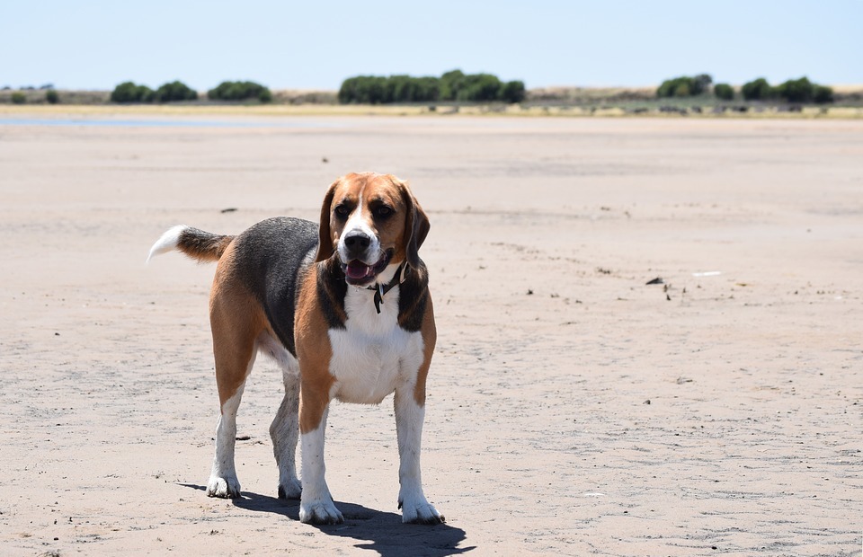 beagle, dog, canine