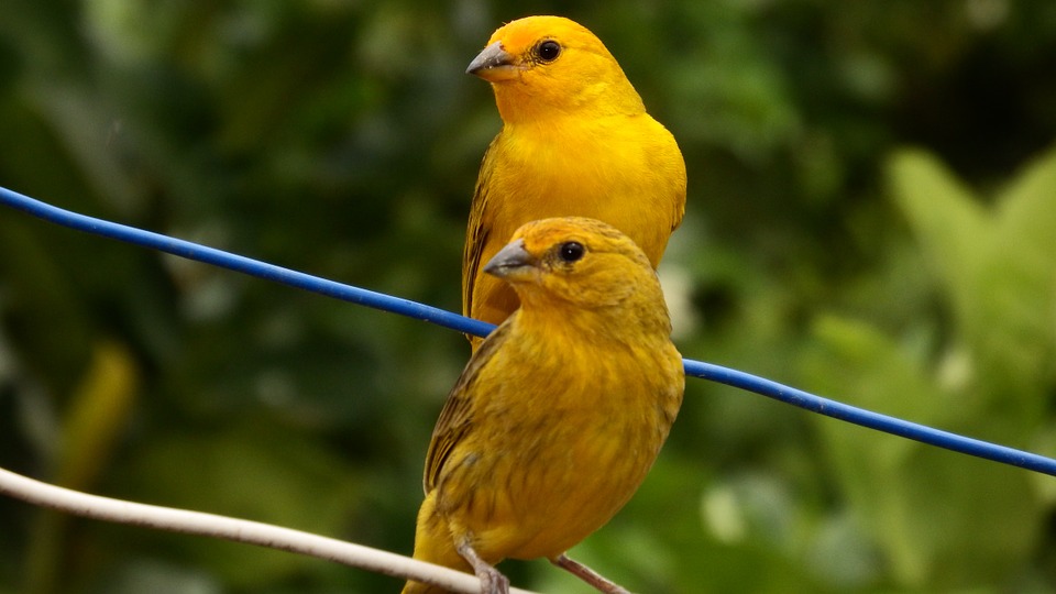 canaries, tropical birds, bird