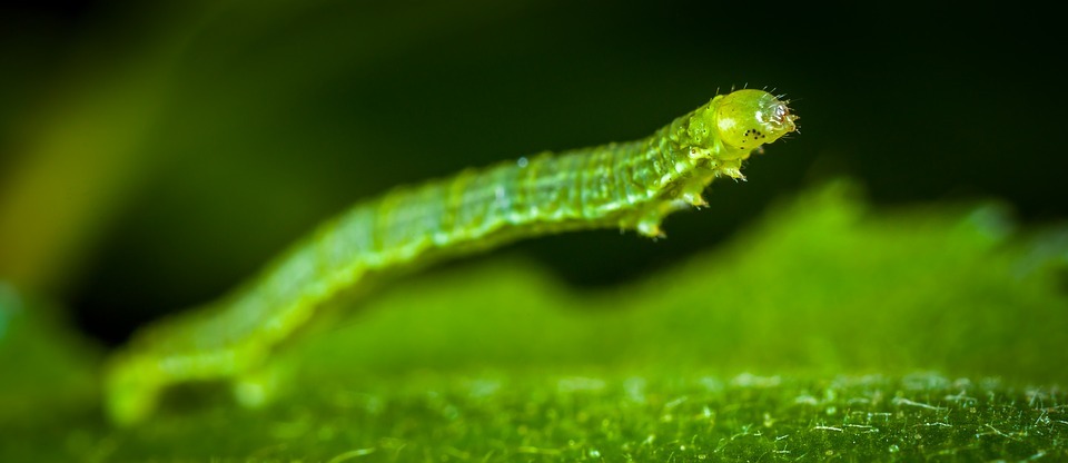 nature, larva, insect