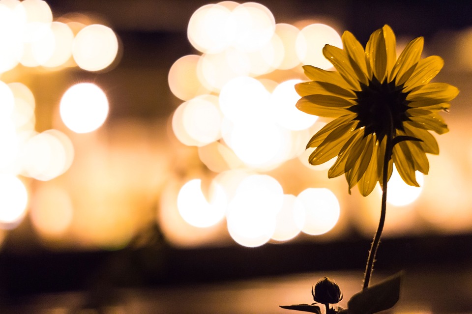 sunflower, lights, blurry