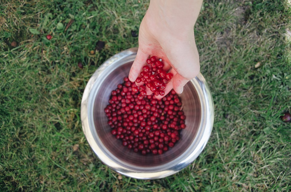 berries, crop, hand