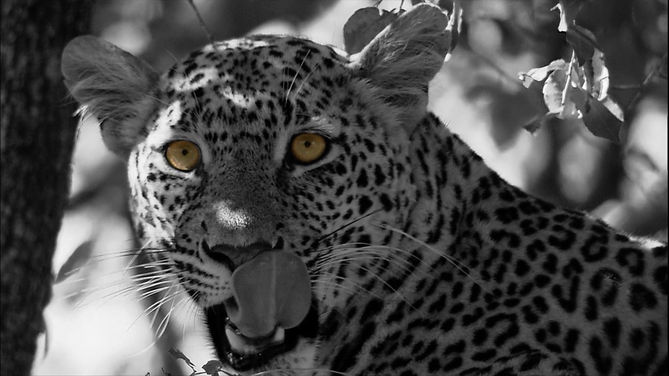 leopard, cat, panthera pardus