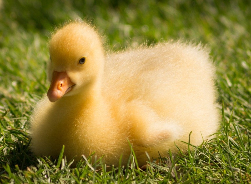 gosling, chick, goose