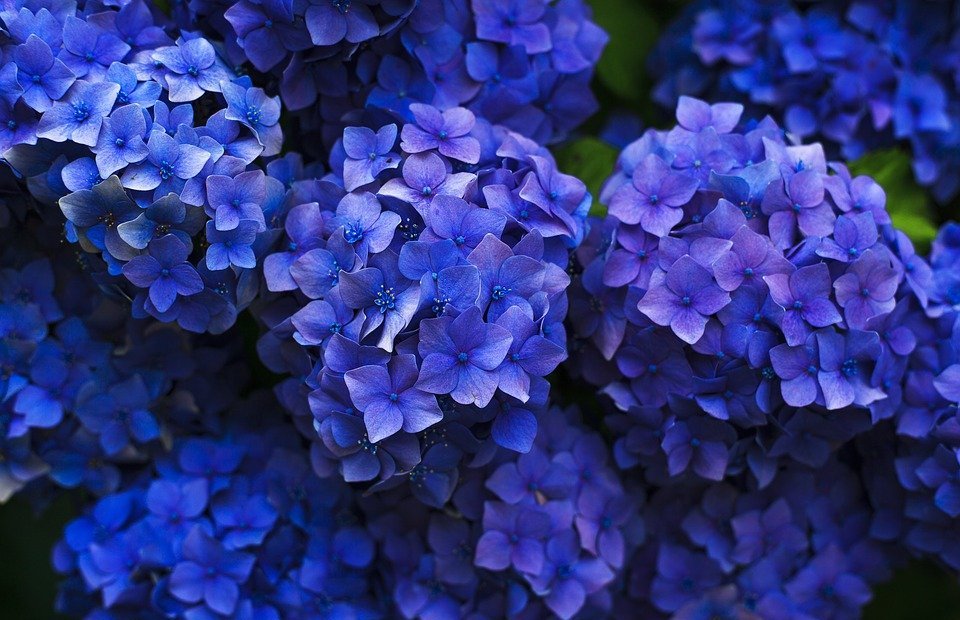 hydrangeas, blue, flowers