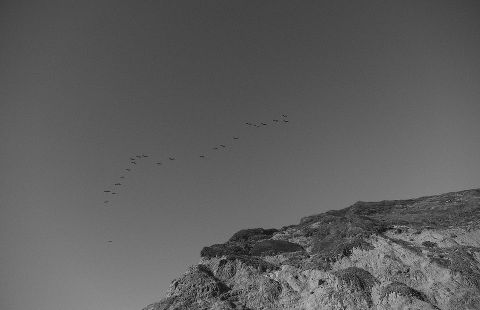 birds, flock, flying
