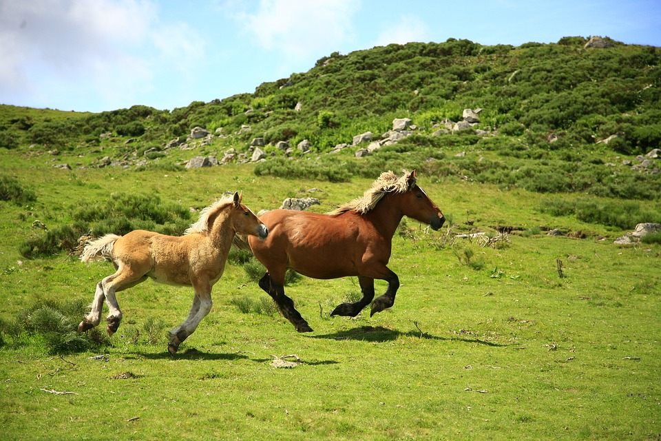 horses, landscape, animals