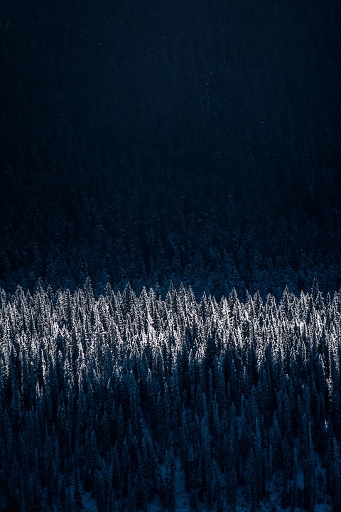 frosty, forest, winter