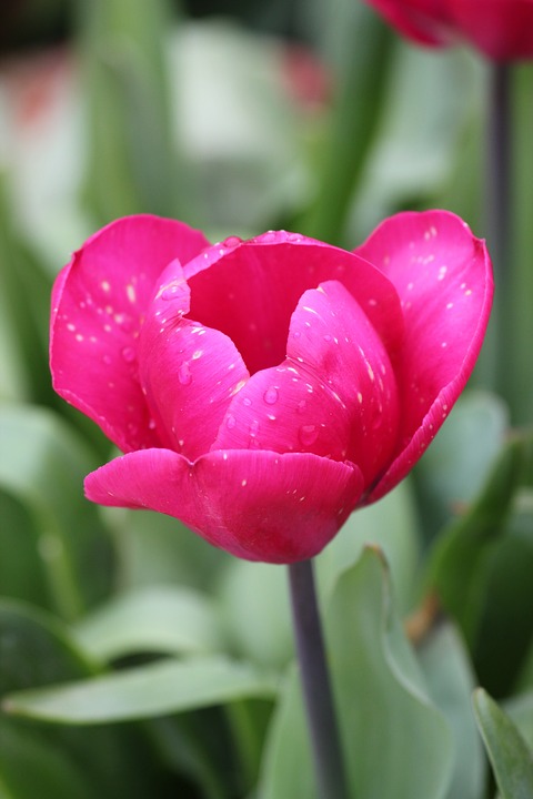 tulip, pink, petals