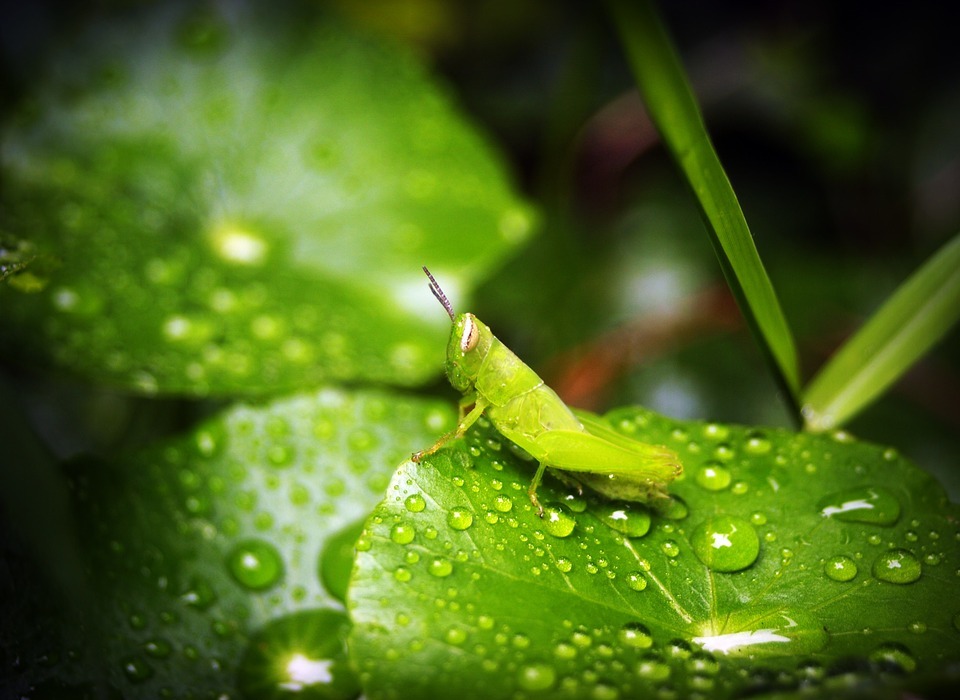 leaf, water, green