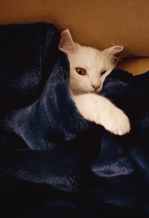 cat, blanket, white