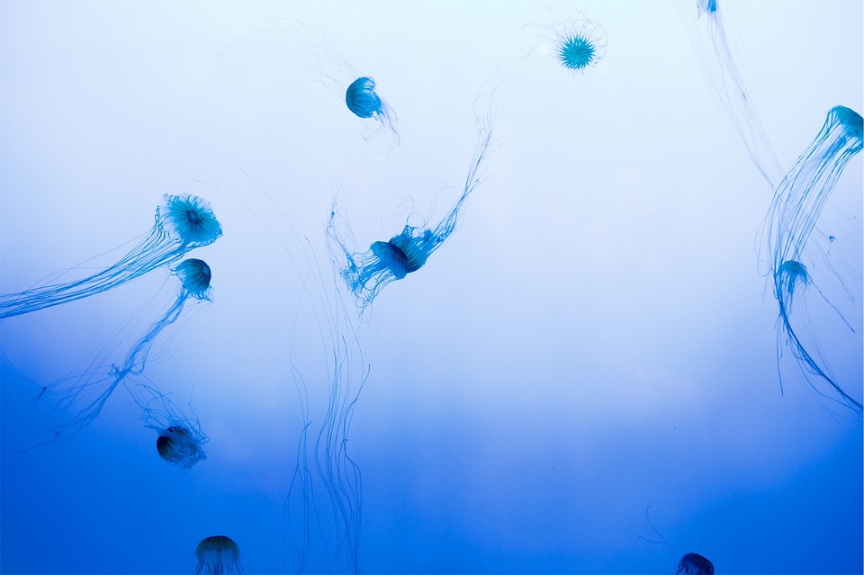 jellyfish, underwater, sea