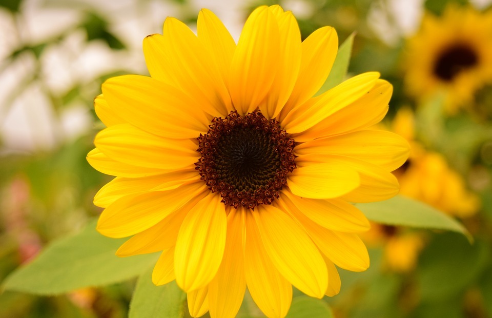 sun flower, small, blossom