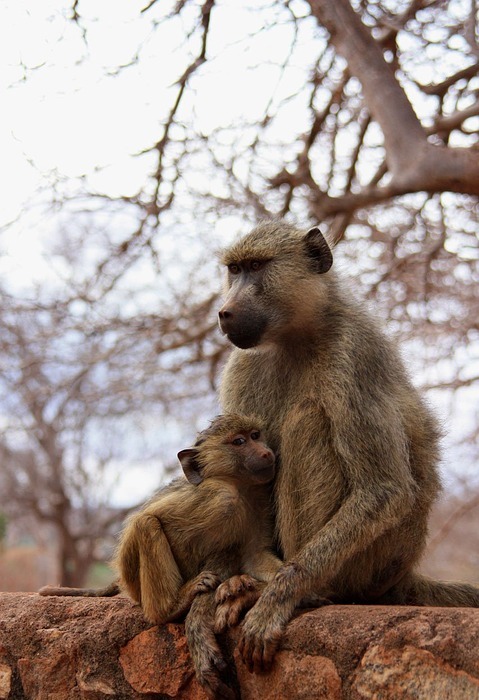 monkey, baby, animal
