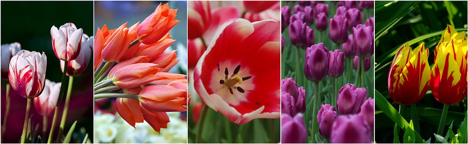 tulips, flowers, flower collage