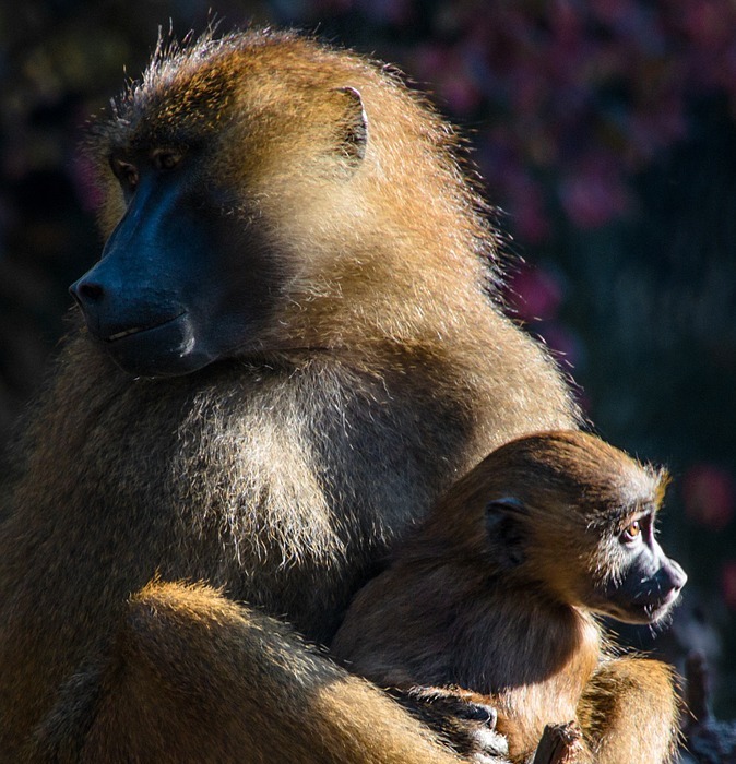 ape, berber monkeys, monkey baby