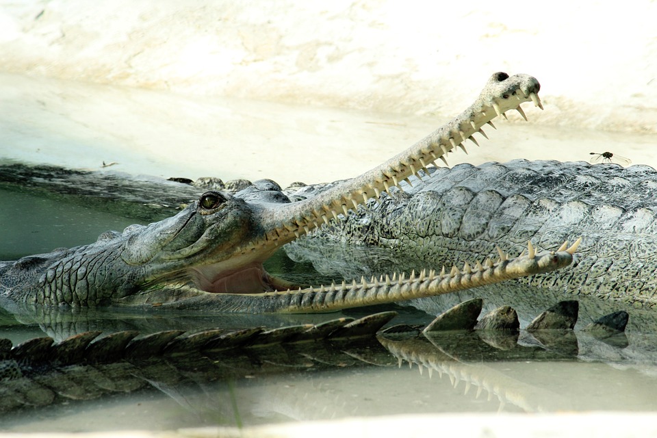 crocodile, water, reptile