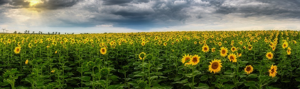 sunflowers, field, nature