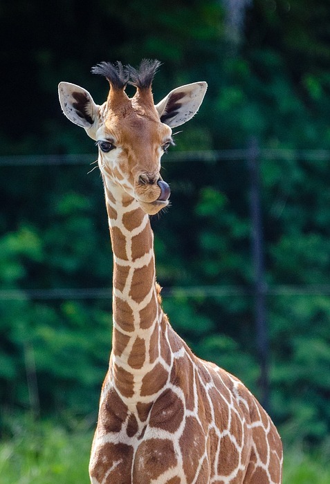 giraffe baby, young, animal