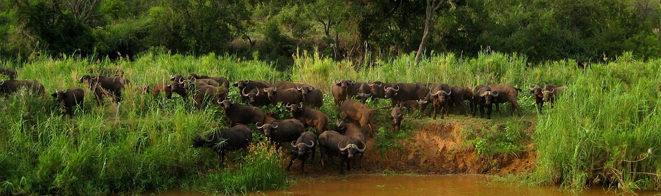 olifants river, south africa, safari