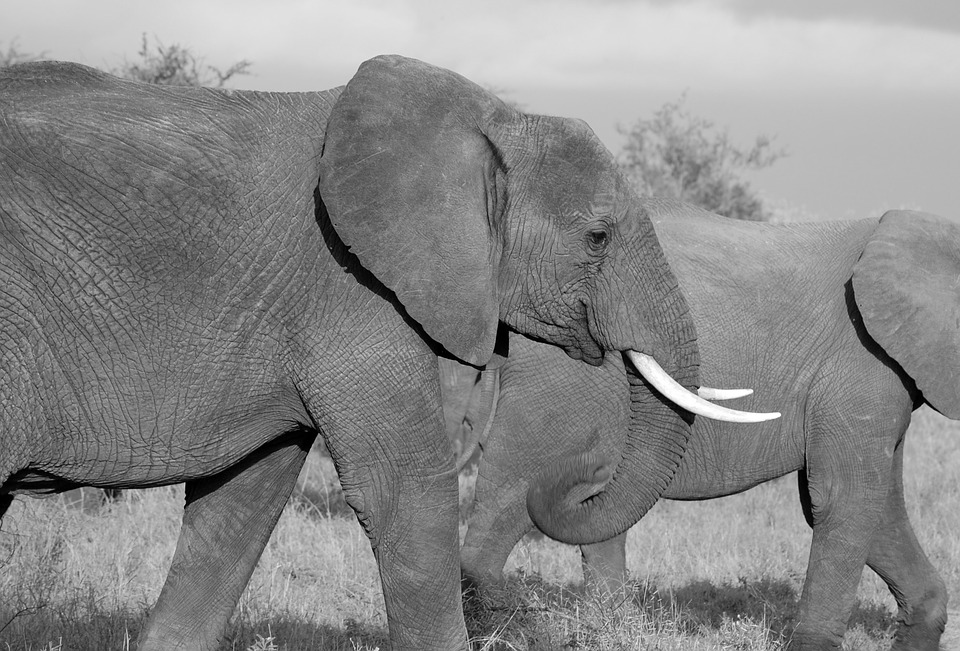elephant, safari, wild