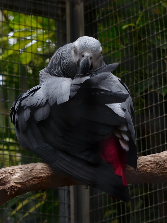 parrot, bird, grey