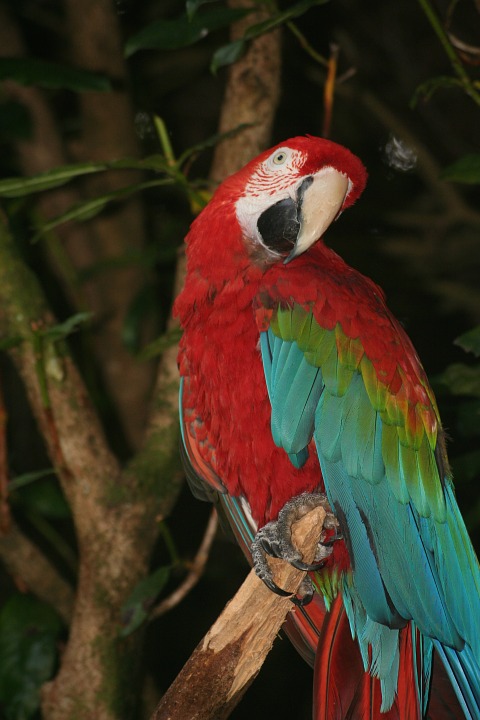 parrot, bird, wildlife