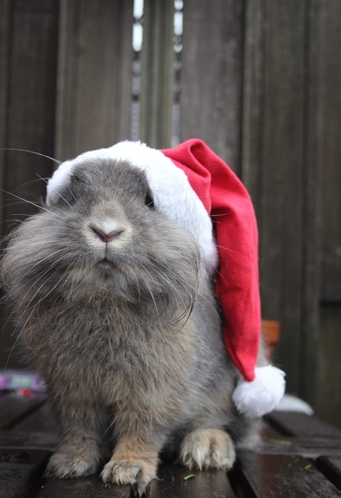 christmas, bunny, holidays