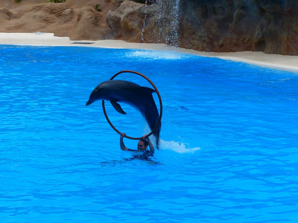 dolphin, jump, ring