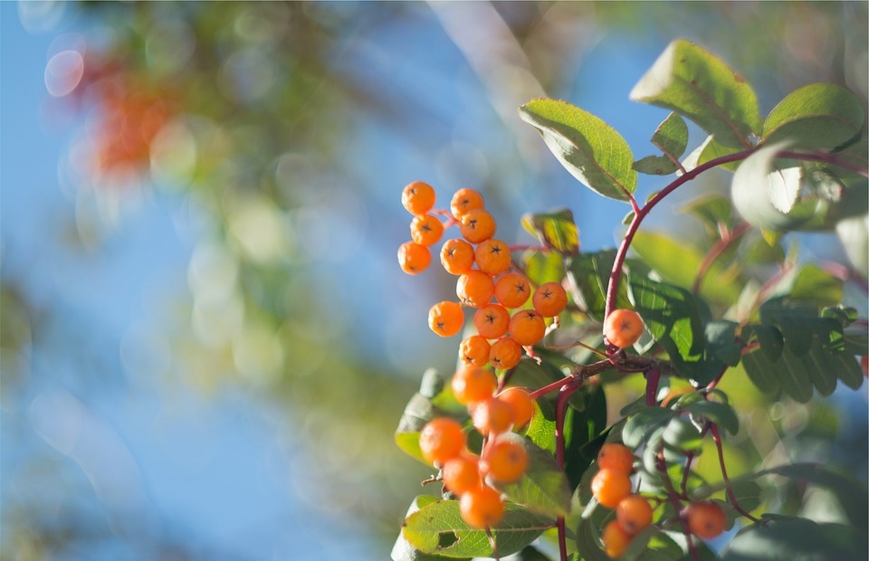 orange, nature, berries