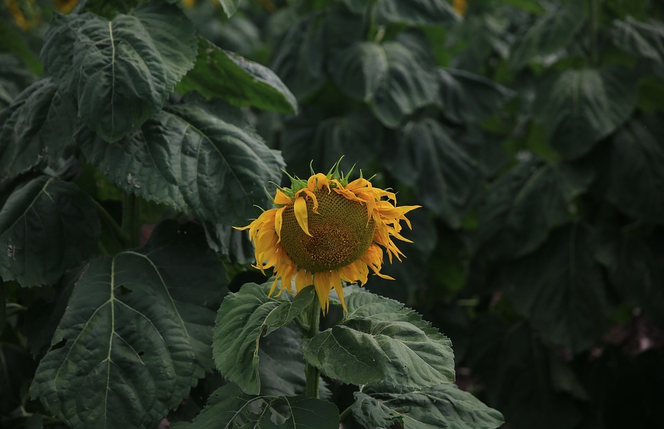 sunflower, yellow, petal